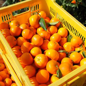 C) 25년! 더 달콤한 제주 조생 타이벡 감귤 9KG 한박스