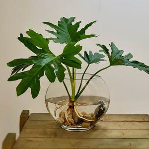 호프셀렘(중) 둥근화병 수경재배 공기청정식물 셀렘 수경재배식물 수경재배화병