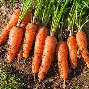 아삭달큰 신선한 국내산 햇 흙당근 3kg 5kg 10kg