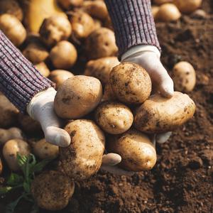 포슬포슬한 식감, 국내산 햇 감자 3kg 5kg