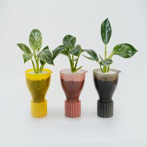 필로덴트론 버킨