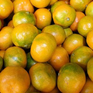 [작심밀도]자연맑음 타이벡 감귤 2.5kg (소과/2S-S)