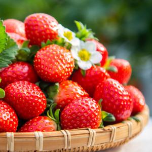 G) 킹스베리 특 400g / 10-13과