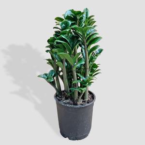 마이플랜트 보석 금전수 중형 관엽식물 실내화초 인테리어 공기정화식물