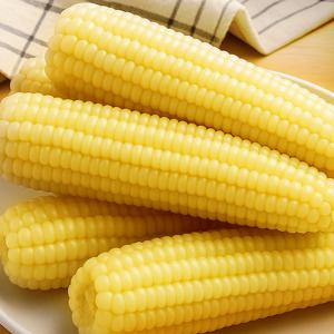 쪄서가는 쫀득한 백찰옥수수 10개 특대