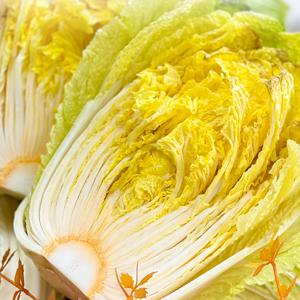 해남 베타배추 미니 항암 배추 알배기 쌈