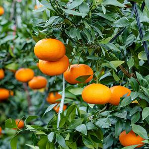 제주 3대농가 레드향 가정용 중소과 1.5kg(9과내외) 외 중과/대과