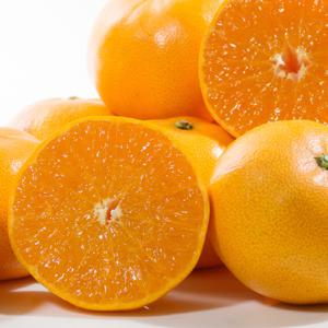 [산지직송] 제주 돌담 천혜향 가정용 1kg / 2.5kg / 4.5kg