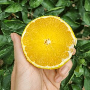 황금향 제주황금향 선물세트 / 가정용 5kg(실중량 4.5kg) (선물세트는 품절)