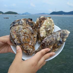 삼배체굴 석화 통영굴 석화구이 찜 2kg (6~10미) 프리미엄 석화 (비세척) / 배송비 무료