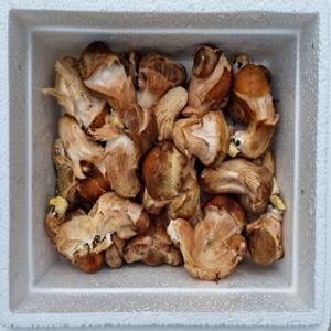 국내산 참송이버섯 500g+500g (총 1kg) / 혼합규격(S~M급) / 중량우선 / 신선한 식감 국내산 참송이버섯