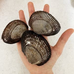 당일조업 남해안 제철 피조개 통통한 피꼬막