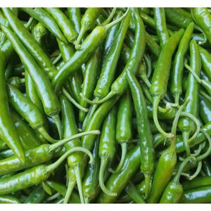 (신선집중) 국내산 청양고추 상급 1kg