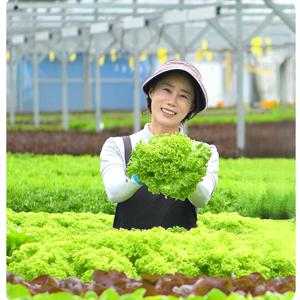 산지직송 무농약 수경재배 유럽상추 1kg 샐러드채소 버터헤드 크리스탈 로메인 모듬쌈 쌈채소  적환무 증정