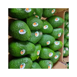 아보카도 대과 10개입 (개당 220g 내외) 최상급 프리미엄 직수입 아보카도 SUPER 특가