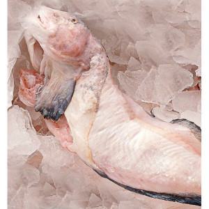 대천항 손질 물메기 생물 1마리 손질후 700g~1kg 내외