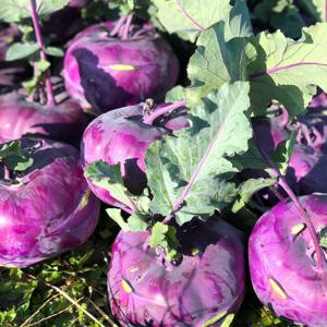 콜라비 제주콜라비 보라색무우 5kg 정품혼합과