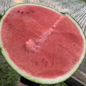 (역대급특가) 11-12브릭스 이상 겨울 수박(3~4kg) 하우스 수박 / 산지 직송