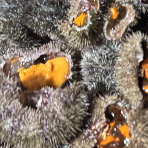 성게알 우니 말똥성게 알 100g (청정해역 남해안 자연산)