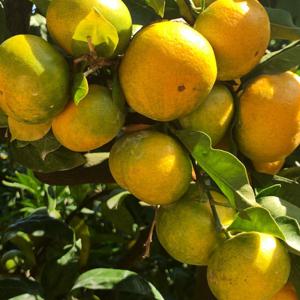 타이벡감귤 제주감귤 밀감 노지 타이백 조생 귤 감귤 / 조생 노지 감귤 대과(2L) 10kg(실중량 9kg)