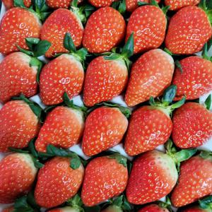 킹스베리 설향 딸기  (설향딸기 1kg(상) 48구) (킹스베리 880g(특특) 9~11과) (실속형 700g) / 논산 GAP인증