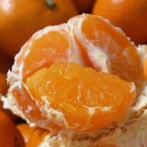 (상위 1%) 14-17브릭스 초고당도 명인의 타이백 감귤 로얄과 2kg(S-M) / 일반 귤과 비교 불가 진한 맛