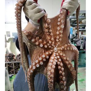 최상급 돌문어 3kg 제수용 국내산 당일조업  정말 큰문어 1마리 남해 여수