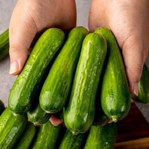 당일수확 미니오이 스낵오이 1kg 아삭아삭 껍질째 먹는 요즘 대세 미니오이