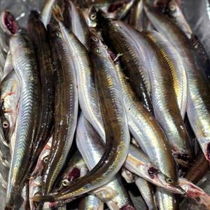 생물 양미리 동해안  (생물 1kg 30마리 내외) / (반건조 1두릅 20미) / 생물은 당일 조업 후 발송