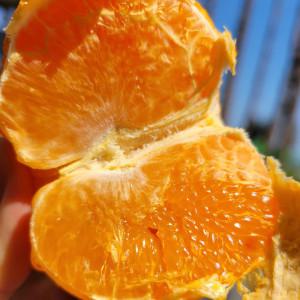 제주 타이벡 감귤4.5kg 중대과 달콤함 끝판왕