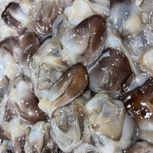 제철 손질 초코 새조개 샤브샤브 초코새조개 200g