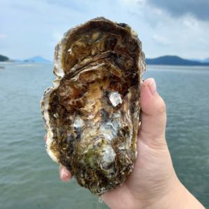 삼배체굴 석화 통영굴 석화구이 3kg(9~15미) (비세척) 프리미엄 석화 / 미식가들의 겨울 별미를 즐겨보세요