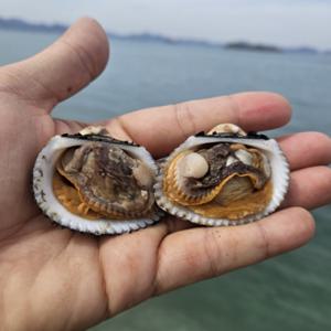 국내산 여자만 새꼬막 3kg  300미~330미 내외