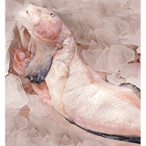 대천항 손질 물메기 생물 1마리 손질후 700g~1kg 내외