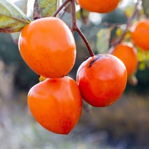 하동 악양 홍시 곶감용 대봉시 대봉감 3kg 5kg 10kg 대 특대 특특대 하동에서 직접 수확한 대봉감