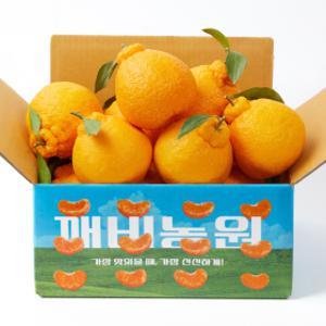 (신선집중) (깨비농원) 첫수확 고당도 제주한라봉 2kg/2개 구매시 4.5kg 발송
