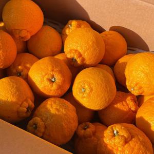 최고당도 품질보증 달콤한 제주 한라봉 5kg  3kg