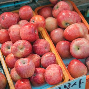 (신선집중) 올해 첫 수확 경북 부사사과 2kg 안동사과/가정용부사/꿀사과/사이즈랜덤 2kg