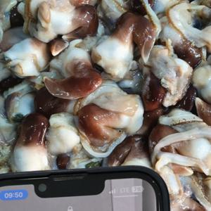 당일조업 국내산 새조개 여수 남당향 특품 샤브샤브 급냉 원물 1kg~1.2kg 샤브샤브용 손질후 200g