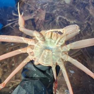 경북 포항 구룡포 국내산 대게 (중) 5마리 생물 / 찜 선택가능