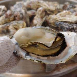 오픈기념 특가 고압세척 프리미엄 여수 석화 10kg 무료배송