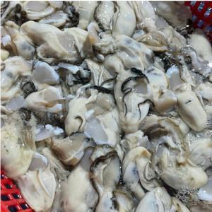 (신선집중) 국내산 산지 통영 최상급 깐 생굴 버블세척 2kg 석화 하프셀 (오후4시이전 주문건은 당일발송)