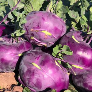 콜라비 제주콜라비 보라색무우 5kg(정품혼합과) / (한정 수량) 특가 진행