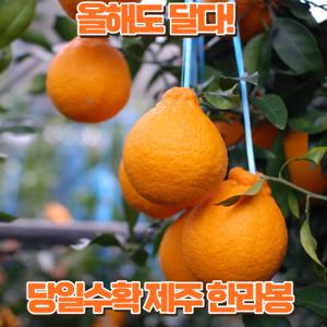 한라봉 제주 3kg 중소과 에라모르겠다 막 퍼드립니다.