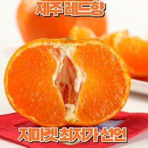 레드향 제주 3kg 중소과 에라모르겠다 막 퍼드립니다.