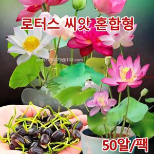 50톨 관상용 반 연꽃 미니연꽃 씨앗 생식물 관상용연꽃 혼합색 우등 씨 종자 모종 영향분 익일송달