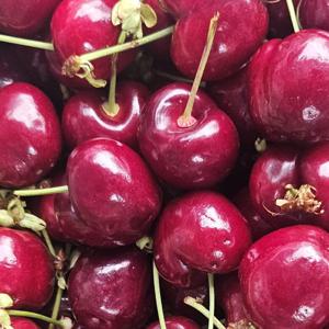 체리 생체리 (칠레산) 1kg