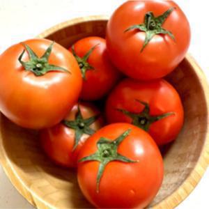 정품 유럽종 완숙토마토 최상품 당일수확 5KG