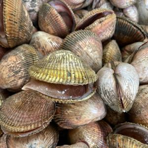 새조개 새조개샤브샤브 새조개제철 (여수) 손질 후 200g (16미내외) / 하루 60set 한정수량 판매(무료배송)