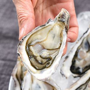 (신선집중) 통영 석화 생굴 하프쉘 하프셀 1단 1.4kg 30미 내외 (2개 구매 시 초장 증정)